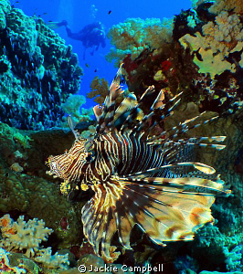 Lionfish at Shaab Rumi dive site in Sudan.
Canon ixus 98... by Jackie Campbell 